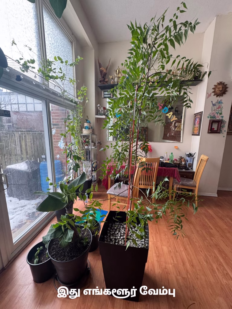 உங்கள் வீடு சுவாத்தியமாக உள்ளதா..! கனடாவில் குளிர்காலம் என்பதால் வீட்டினுள் சீதோஷ்ண நிலமை சரியாகத்தான் உள்ளதா என்பதை உறுதிப்படுத்திக்கொள்ள உள்ளக தாவரங்கள் அதனை உறுதிப்படுத்திக்கொள்ளும். வீட்டினுள் சூரிய ஒளி போதியளவு கிடைக்கப்பெறுகிறதா என்பதையும் நாங்கள் வளர்க்கும் தாவரங்கள் மூலமாக அறிந்து கொள்ளலாம்.